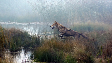 Jean-Jacques Annaud: Le dernier loup / Farkastotem / Wolf Totem
